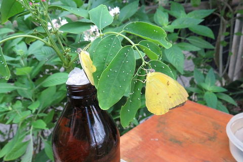 Australian Butterfly Sanctuary- Virtual Interactive Tour With Private Guide - Attractions Melbourne 0