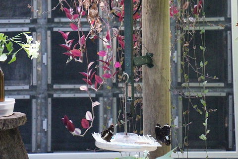 Australian Butterfly Sanctuary- Virtual Interactive Tour With Private Guide - Attractions Melbourne 1