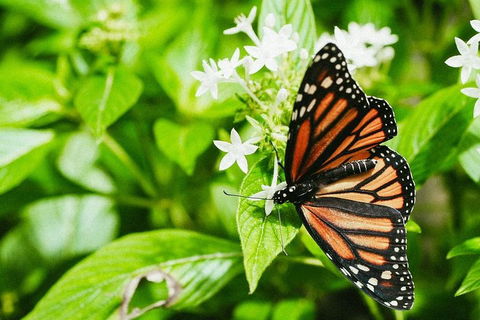 Australian Butterfly Sanctuary- Virtual Interactive Tour With Private Guide - Attractions Melbourne 4