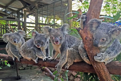 Best Of Kuranda Including Skyrail, Kuranda Scenic Railway And Rainforestation - Attractions Melbourne 4