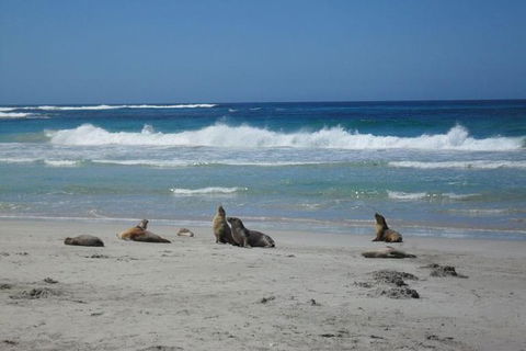Kangaroo Island In A Day Tour From Adelaide - Attractions Melbourne 1