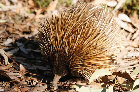 Kangaroo Island In A Day Tour From Adelaide - Attractions Melbourne 2