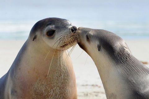 2 Day Ultimate Kangaroo Island With Return Ferry - Attractions Melbourne 2