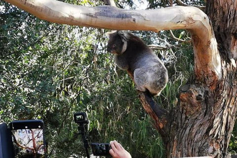 Small-Group Great Ocean Road Day Trip From Melbourne - Attractions Melbourne 0