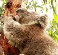 Small-Group Phillip Island Day Trip from Melbourne - Attractions Melbourne