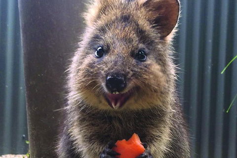 Kuranda Koala Gardens And Birdworld Admission Tickets - Attractions Melbourne 2