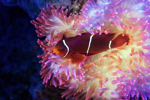 Cairns Aquarium By Twilight With 3-Course Dinner - Attractions Melbourne 0