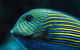 Cairns Aquarium By Twilight With 3-Course Dinner - thumb 5