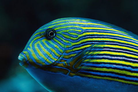 Cairns Aquarium By Twilight With 3-Course Dinner - Attractions Melbourne 5