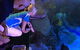 Cairns Aquarium Marine Life Encounter Ticket With 2-Course Lunch - thumb 2