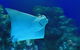 Cairns Aquarium Marine Life Encounter Ticket With 2-Course Lunch - thumb 4