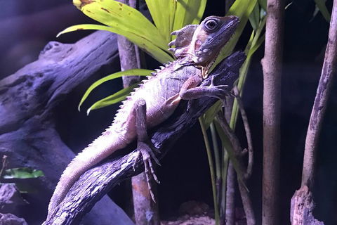 Cairns Aquarium Admission Ticket - Attractions Melbourne 0