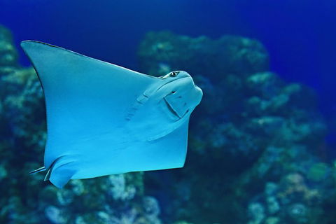 Cairns Aquarium Family Ticket - Attractions Melbourne 0