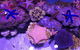 Cairns Aquarium Family Ticket - thumb 1