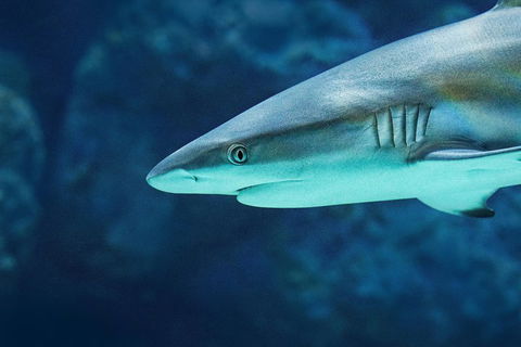 Cairns Aquarium Family Ticket - Attractions Melbourne 5