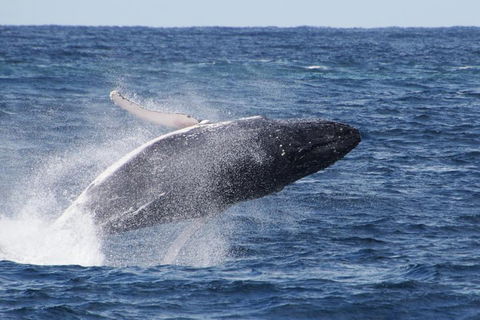 Whale Watching By Sea World Cruises - Attractions Melbourne 0