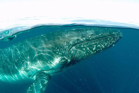 Whale Watching By Sea World Cruises - Attractions Melbourne 2
