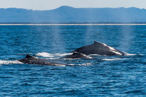 Whale Watching By Sea World Cruises - Attractions Melbourne 4