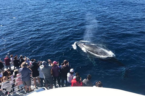 Whale Watching By Sea World Cruises - Attractions Melbourne 5