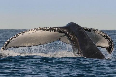 Sydney Whale-Watching Cruise Including Lunch Or Breakfast - Attractions Melbourne 0