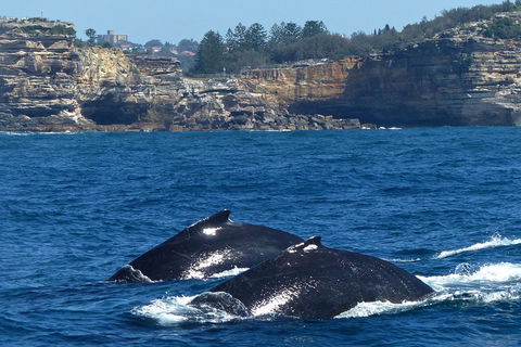 Sydney Whale-Watching Cruise Including Lunch Or Breakfast - Attractions Melbourne 2