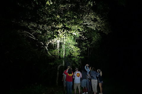 Atherton Tablelands Rain Forest By Night From Cairns - Attractions Melbourne 2