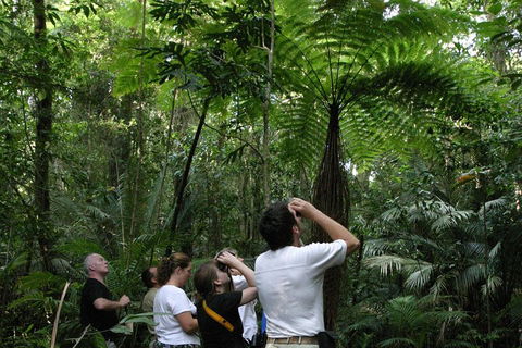 Atherton Tablelands Rain Forest By Night From Cairns - Attractions Melbourne 3