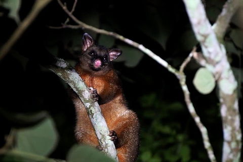 Atherton Tablelands Rain Forest By Night From Cairns - Attractions Melbourne 4