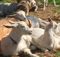 Mornington Peninsula Winery Tours with Cheese Chocolate Tastings from Melbourne - Attractions Melbourne
