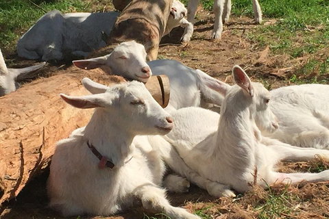 Mornington Peninsula Winery Tours With Cheese, Chocolate Tastings From Melbourne - Attractions Melbourne 0