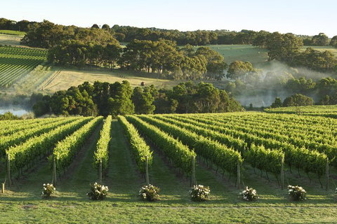 Mornington Peninsula Winery Tours With Cheese, Chocolate Tastings From Melbourne - Attractions Melbourne 4