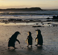 Phillip Island Penguin Parade Day Trip with Koala Conservation Reserve Visit - Attractions Melbourne