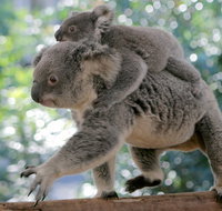 Lone Pine Koala Sanctuary Admission with Brisbane River Cruise - Attractions Melbourne
