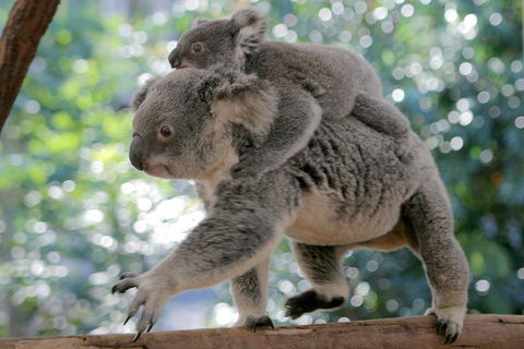 Lone Pine Koala Sanctuary Admission With Brisbane River Cruise - Attractions Melbourne 0