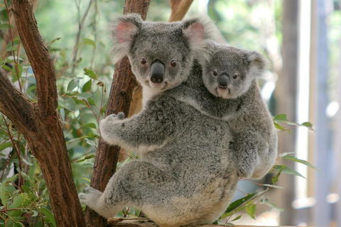Lone Pine Koala Sanctuary Admission With Brisbane River Cruise - Attractions Melbourne 3