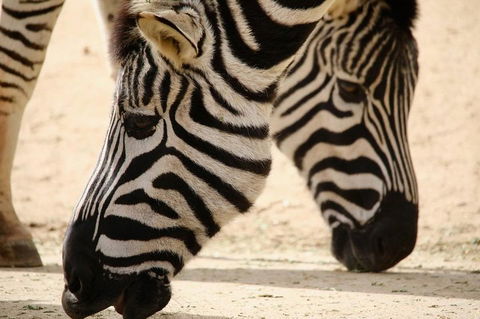 Melbourne Zoo General Entry Ticket - Attractions Melbourne 1