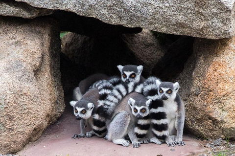 Melbourne Zoo General Entry Ticket - Attractions Melbourne 4