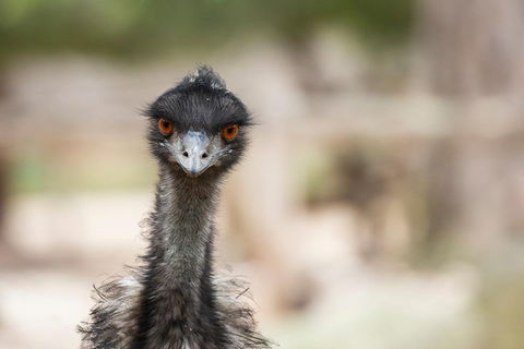 Australian Wildlife Tour At Melbourne Zoo Ticket - Attractions Melbourne 3