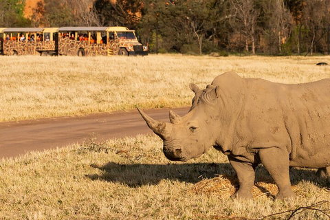Sunset Safari At Werribee Open Range Zoo - Attractions Melbourne 1