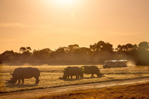 Sunset Safari At Werribee Open Range Zoo - Attractions Melbourne 2