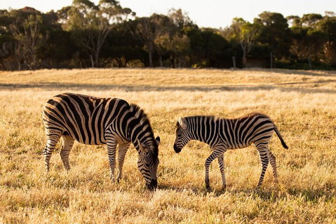 Sunset Safari At Werribee Open Range Zoo - Attractions Melbourne 3