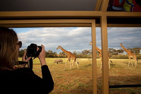 Sunset Safari At Werribee Open Range Zoo - Attractions Melbourne 4