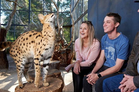 African Cat Encounter At Werribee Open Range Zoo - Attractions Melbourne 0