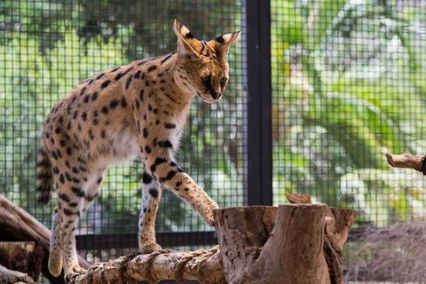 African Cat Encounter At Werribee Open Range Zoo - Attractions Melbourne 3
