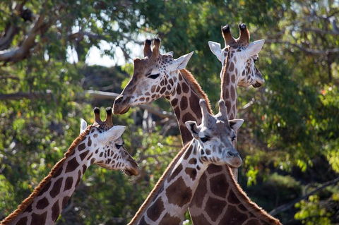 Werribee Open Range Zoo General Admission Ticket - Attractions Melbourne 0