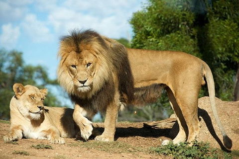 Werribee Open Range Zoo General Admission Ticket - Attractions Melbourne 1