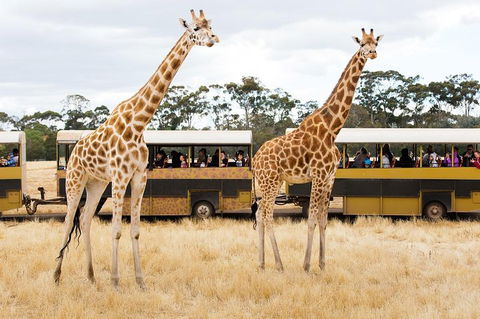 Werribee Open Range Zoo General Admission Ticket - Attractions Melbourne 2