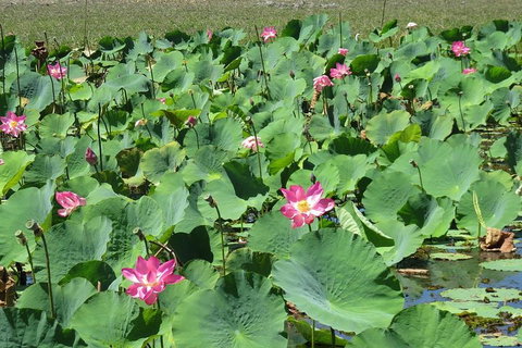 Darwin To Kakadu Day Trip By Air Including Yellow Water Cruise - Attractions Melbourne 2
