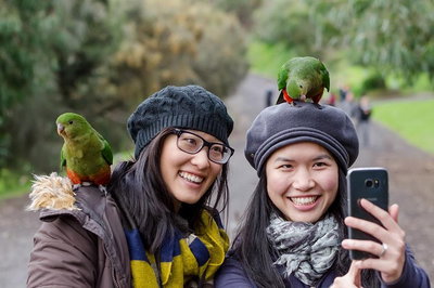 Small-Group Great Ocean Road and 12 Apostles Full-Day Tour from Melbourne