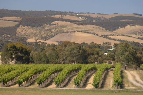McLaren Vale And Glenelg Wine Tasting And Sightseeing (Half-day Afternoon) - Attractions Melbourne 2